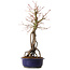 Acer palmatum, 50 cm, ± 15 ans
