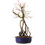 Acer palmatum, 50 cm, ± 15 years old