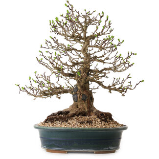  Yamaaki Crataegus cuneata, 40 cm, ± 35 ans