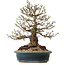 Crataegus cuneata, 40 cm, ± 35 ans, avec un nebari de 22 cm, dans un pot japonais fait main par Yamaaki