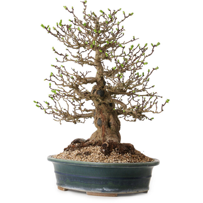 Crataegus cuneata, 40 cm, ± 35 ans, avec un nebari de 22 cm, dans un pot japonais fait main par Yamaaki
