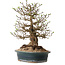 Crataegus cuneata, 40 cm, ± 35 ans, avec un nebari de 22 cm, dans un pot japonais fait main par Yamaaki