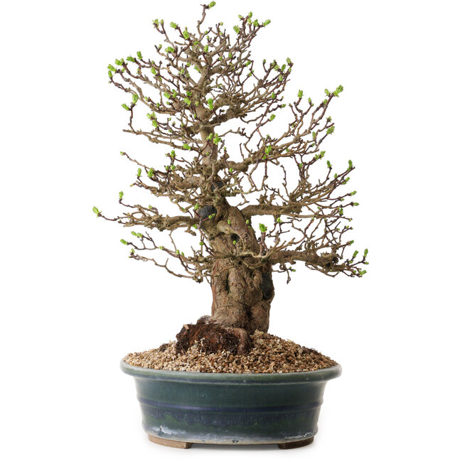 Crataegus cuneata, 40 cm, ± 35 ans, avec un nebari de 22 cm, dans un pot japonais fait main par Yamaaki