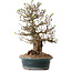 Crataegus cuneata, 40 cm, ± 35 ans, avec un nebari de 22 cm, dans un pot japonais fait main par Yamaaki