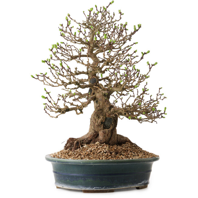 Crataegus cuneata, 40 cm, ± 35 ans, avec un nebari de 22 cm, dans un pot japonais fait main par Yamaaki