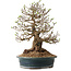 Crataegus cuneata, 40 cm, ± 35 ans, avec un nebari de 22 cm, dans un pot japonais fait main par Yamaaki