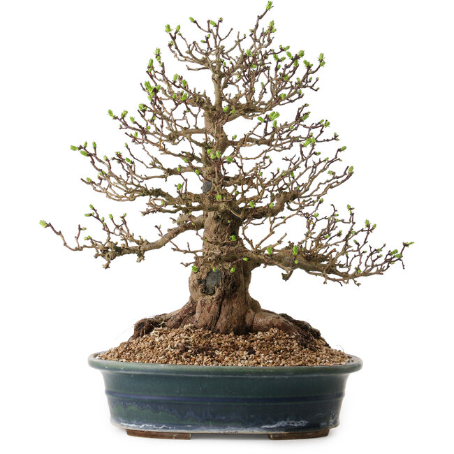 Crataegus cuneata, 40 cm, ± 35 ans, avec un nebari de 22 cm, dans un pot japonais fait main par Yamaaki