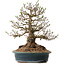 Crataegus cuneata, 40 cm, ± 35 ans, avec un nebari de 22 cm, dans un pot japonais fait main par Yamaaki