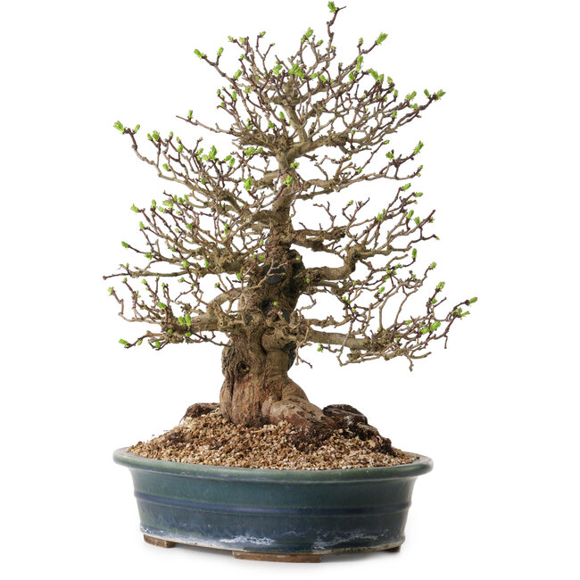 Crataegus cuneata, 40 cm, ± 35 ans, avec un nebari de 22 cm, dans un pot japonais fait main par Yamaaki