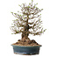 Crataegus cuneata, 40 cm, ± 35 ans, avec un nebari de 22 cm, dans un pot japonais fait main par Yamaaki