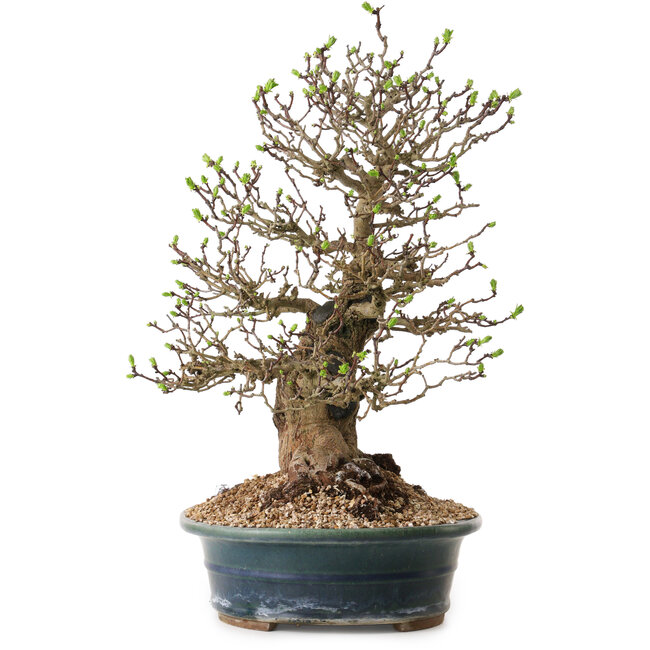 Crataegus cuneata, 40 cm, ± 35 ans, avec un nebari de 22 cm, dans un pot japonais fait main par Yamaaki
