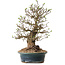 Crataegus cuneata, 40 cm, ± 35 ans, avec un nebari de 22 cm, dans un pot japonais fait main par Yamaaki