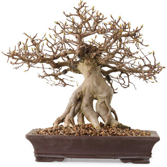 Carpinus coreana, 27 cm, ± 20 years old