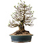 Crataegus cuneata, 40 cm, ± 35 ans, avec un nebari de 22 cm, dans un pot japonais fait main par Yamaaki