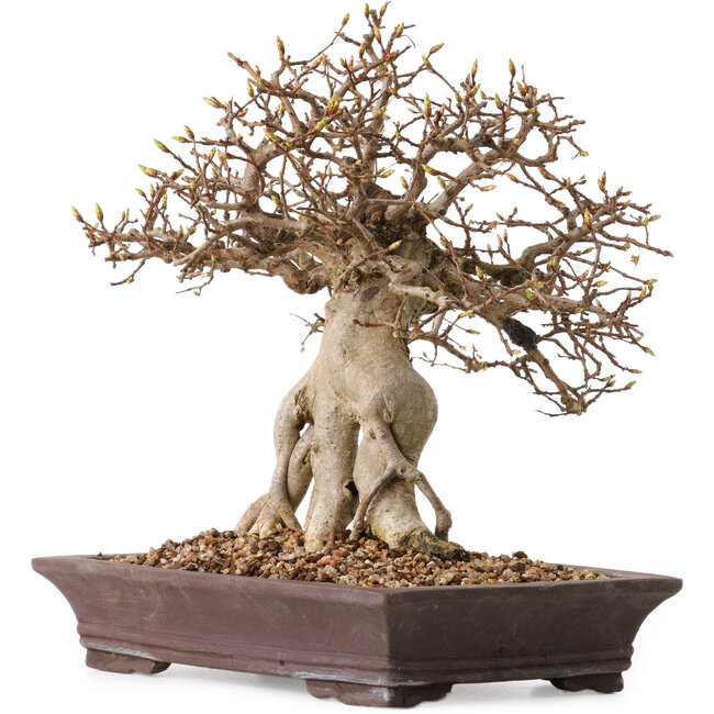 Carpinus coreana, 27 cm, ± 20 years old, with a nebari of 14 cm