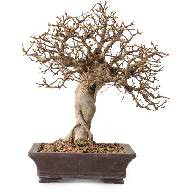 Carpinus coreana, 27 cm, ± 20 años, con un nebari de 14 cm