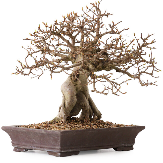 Carpinus coreana, 27 cm, ± 20 ans, avec un nebari de 14 cm