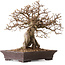 Carpinus coreana, 27 cm, ± 20 years old, with a nebari of 14 cm