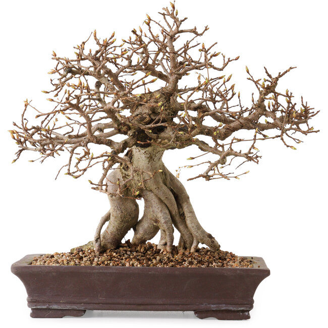 Carpinus coreana, 27 cm, ± 20 ans, avec un nebari de 14 cm