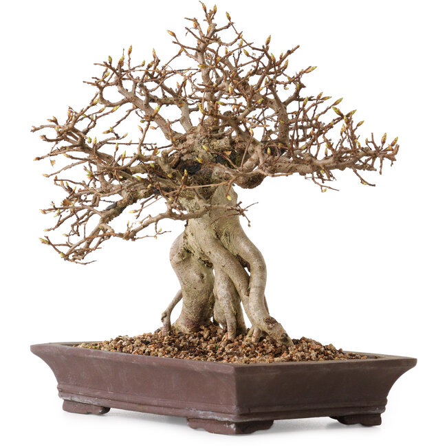 Carpinus coreana, 27 cm, ± 20 Jahre alt, mit einem Nebari von 14 cm