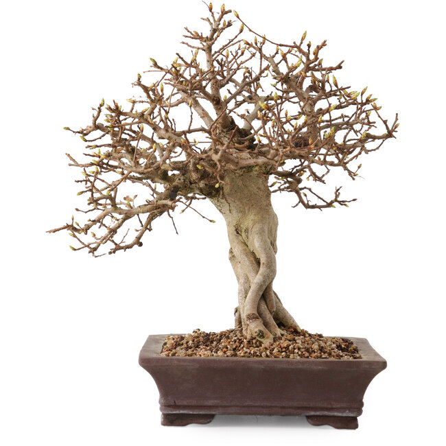 Carpinus coreana, 27 cm, ± 20 jaar oud, met een nebari van 14 cm