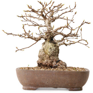Carpinus coreana, 26 cm, ± 25 años