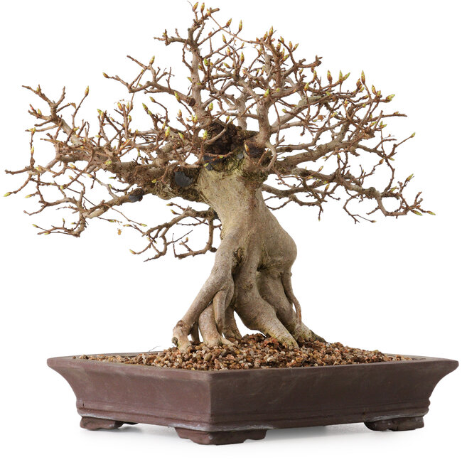 Carpinus coreana, 27 cm, ± 20 anni, con nebari di 14 cm