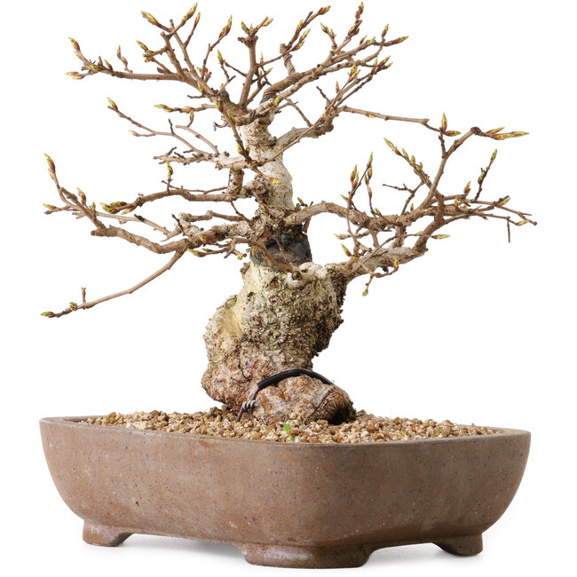 Carpinus coreana, 26 cm, ± 25 Jahre alt, mit einem Nebari von 12 cm