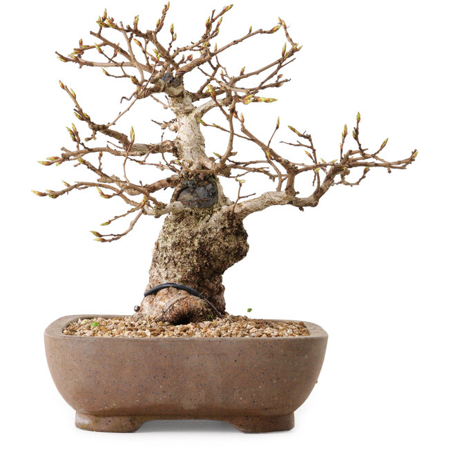 Carpinus coreana, 26 cm, ± 25 anni, con nebari di 12 cm