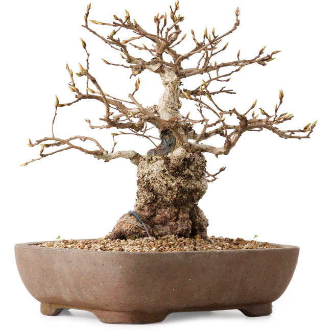 Carpinus coreana, 26 cm, ± 25 years old, with a nebari of 12 cm
