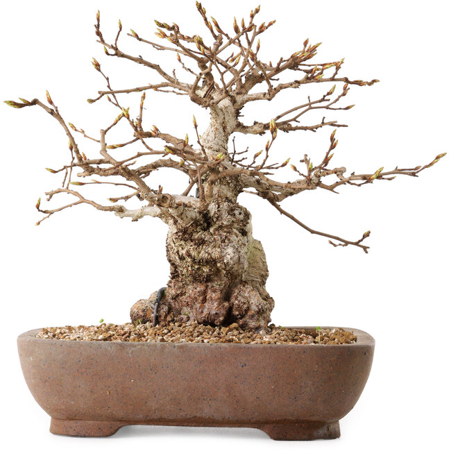 Carpinus coreana, 26 cm, ± 25 ans, avec un nebari de 12 cm