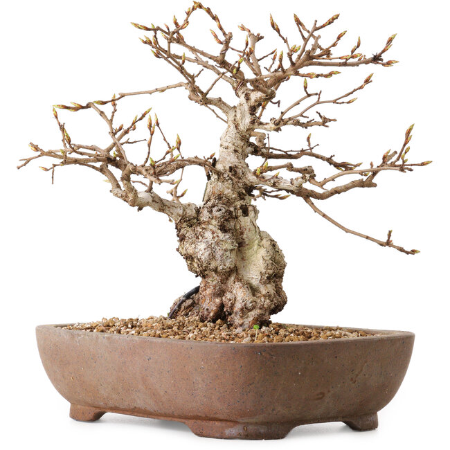 Carpinus coreana, 26 cm, ± 25 años, con un nebari de 12 cm