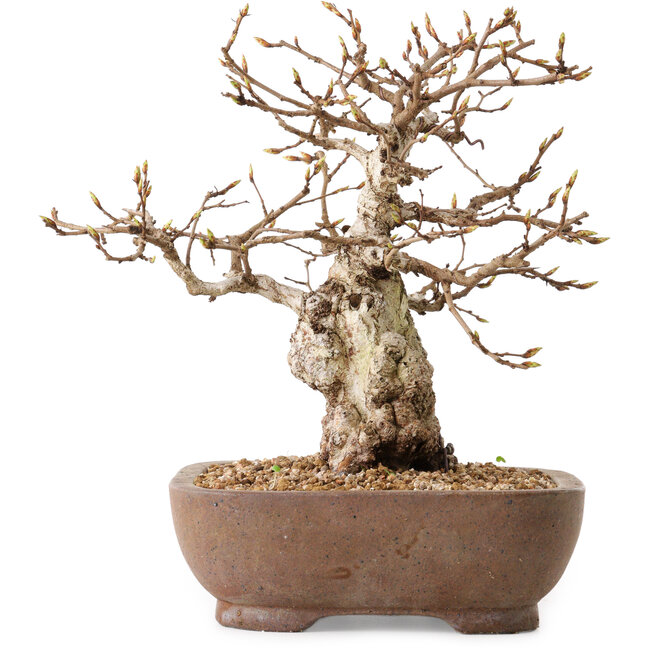 Carpinus coreana, 26 cm, ± 25 Jahre alt, mit einem Nebari von 12 cm