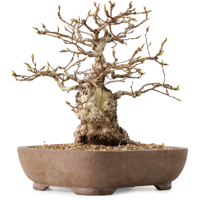 Carpinus coreana, 26 cm, ± 25 anni, con nebari di 12 cm
