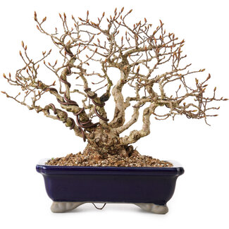 Carpinus coreana, 24 cm, ± 25 ans