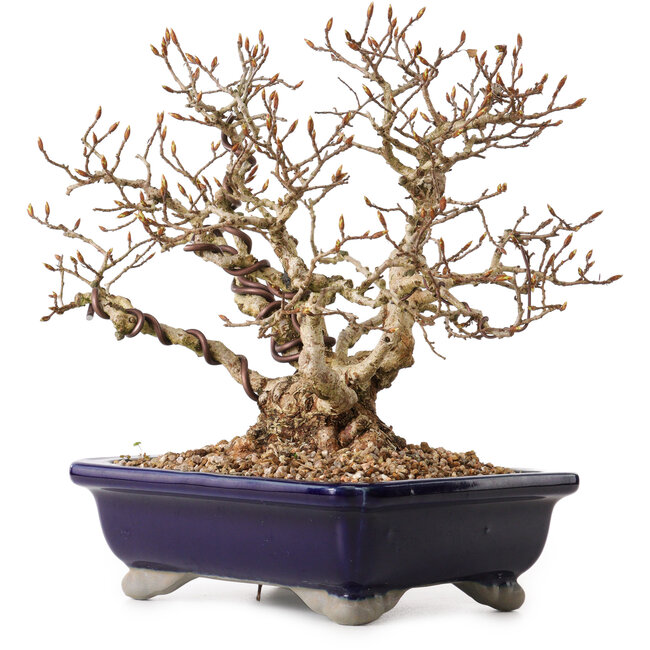 Carpinus coreana, 24 cm, ± 25 anni, con nebari di 10 cm