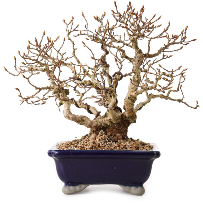 Carpinus coreana, 24 cm, ± 25 anni, con nebari di 10 cm