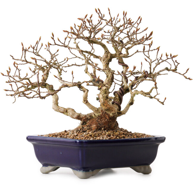 Carpinus coreana, 24 cm, ± 25 years old, with a nebari of 10 cm