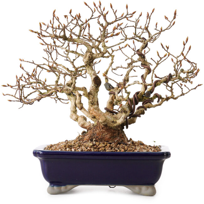 Carpinus coreana, 24 cm, ± 25 anni, con nebari di 10 cm