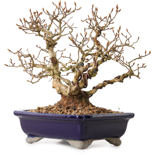 Carpinus coreana, 24 cm, ± 25 ans, avec un nebari de 10 cm