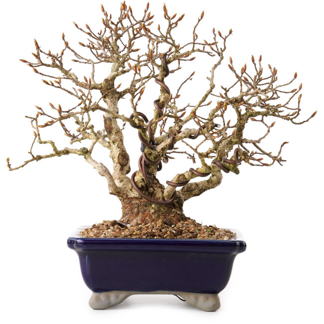 Carpinus coreana, 24 cm, ± 25 jaar oud, met een nebari van 10 cm