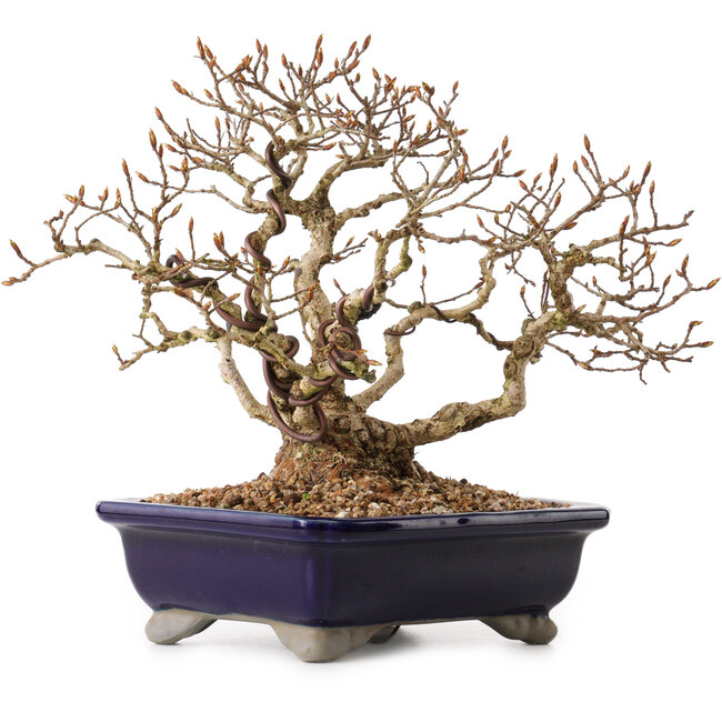 Carpinus coreana, 24 cm, ± 25 ans, avec un nebari de 10 cm