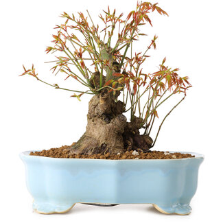 Acer palmatum, 20 cm, ± 10 años de edad