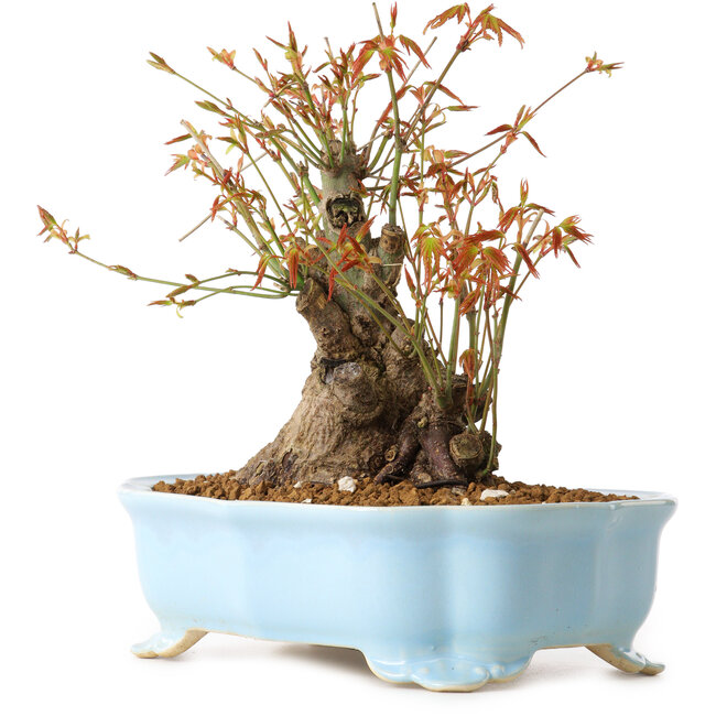Acer palmatum, 20 cm, ± 10 años de edad, con un nebari de 11 cm
