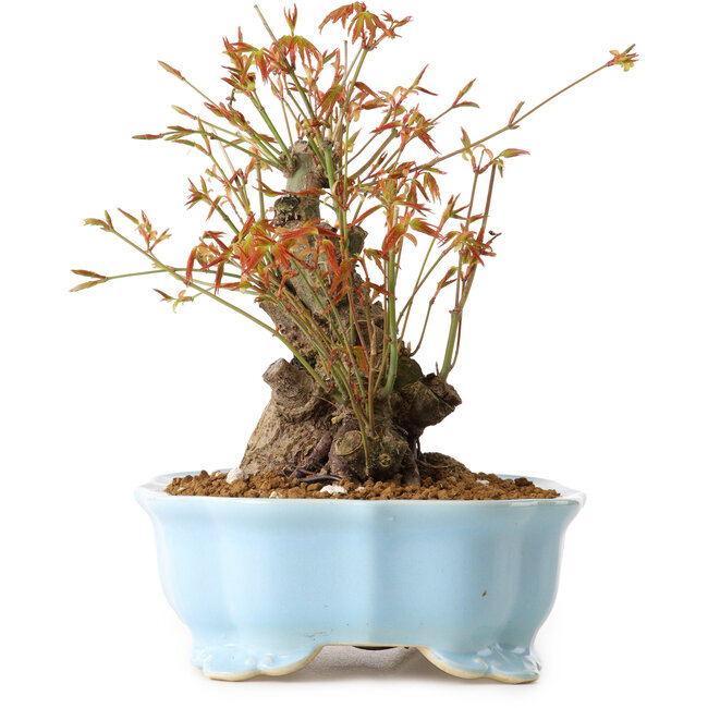 Acer palmatum, 20 cm, ± 10 Jahre alt, mit einem Wurzelhals von 11 cm