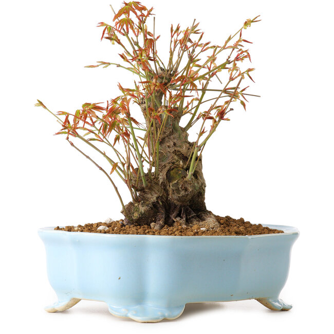 Acer palmatum, 20 cm, ± 10 years old, with a nebari of 11 cm