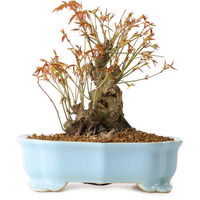 Acer palmatum, 20 cm, ± 10 ans, avec un nebari de 11 cm