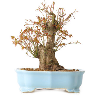 Acer palmatum, 24 cm, ± 10 years old