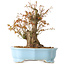 Acer palmatum, 24 cm, ± 10 years old, with a nebari of 11 cm