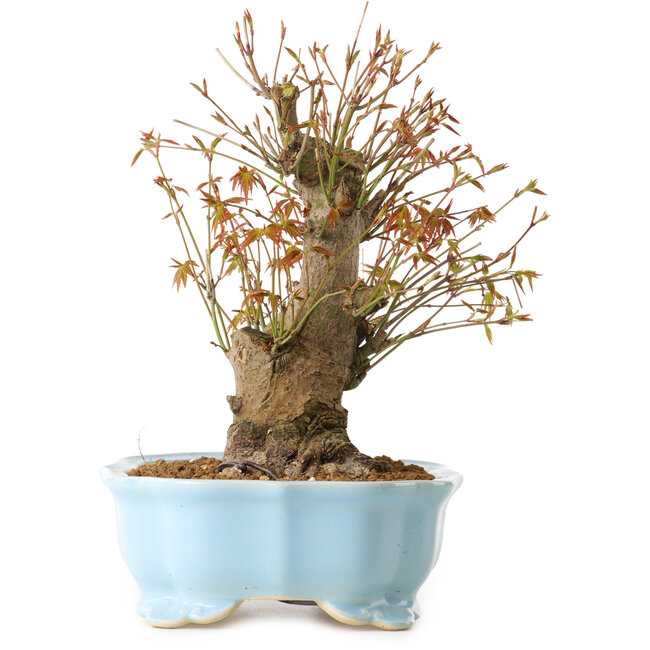 Acer palmatum, 24 cm, ± 10 years old, with a nebari of 11 cm